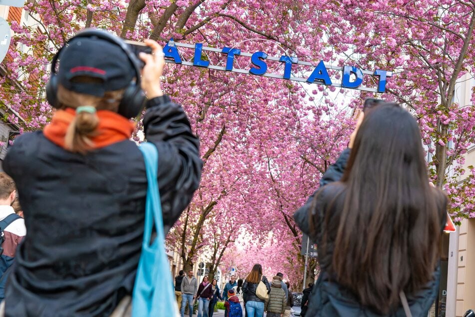 In Bonn können sich die Besucher nicht nur über die Kirschblüte freuen, sondern auch auf einen Haustürflohmarkt und ein Streetfood-Festival.