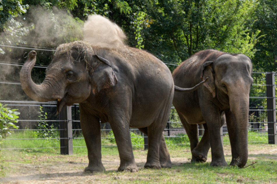 Rani (l.) came to St. Louis Zoo with her mother, Ellie (r.), in 2001.