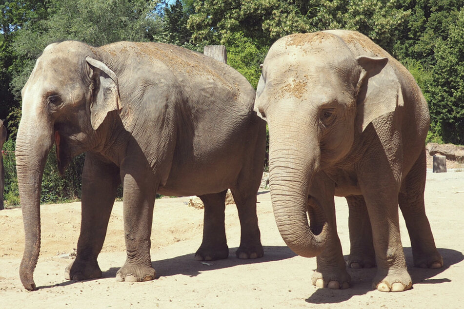 Trotz Corona gehen im Leipziger Zoo die Dreharbeiten zu "Elefant, Tiger & Co." weiter.