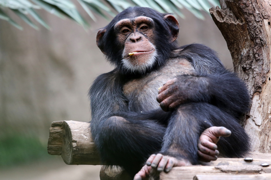 Primate behavior changed when zoos closed for pandemic, study shows