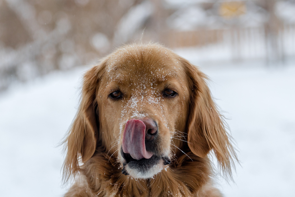 Dogs shouldn't eat snow, as they can choke on hidden things like rocks and sticks.