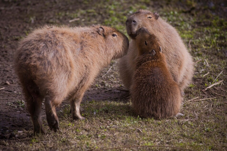 Sieben Monate auf der Flucht: Ausgebüxtes Capybara Samba lebend entdeckt - kann es gerettet werden?