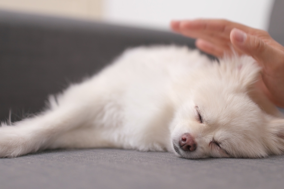 Wecken oder schlafen lassen, wenn der Hund im Schlaf zuckt?