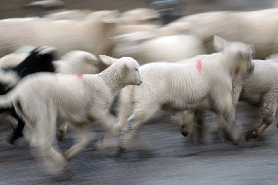 Drei Schafe aus der Herde sind immer noch verschwunden. (Symbolbild)