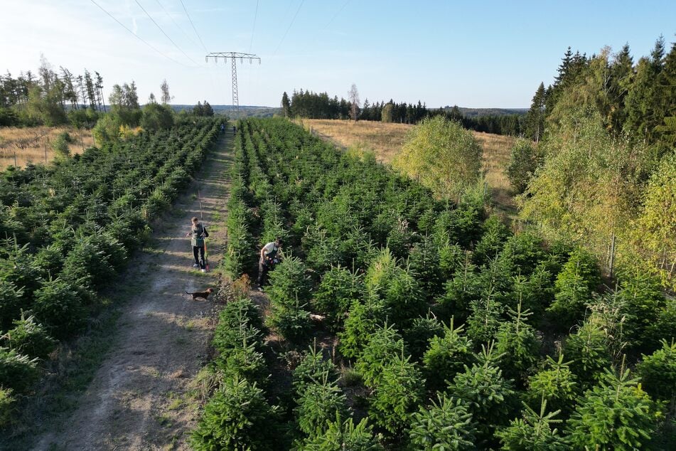 Mitarbeiter einer Weihnachtsbaumplantage bereiten die diesjährige Saison vor. Die Bäume müssen vermessen und markiert werden, bevor sie in den Verkauf gelangen.