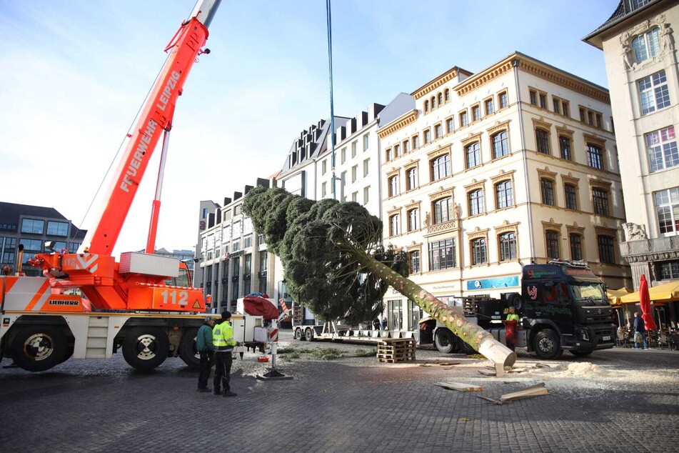 Am Donnerstag wurde auf dem Leipziger Marktplatz der Weihnachtsbaum aufgestellt.
