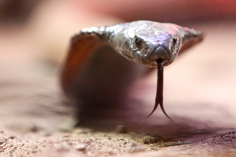 In Australien kam es zu einem tödlichen Schlangenbiss unter tragischen Umständen. (Symbolbild)