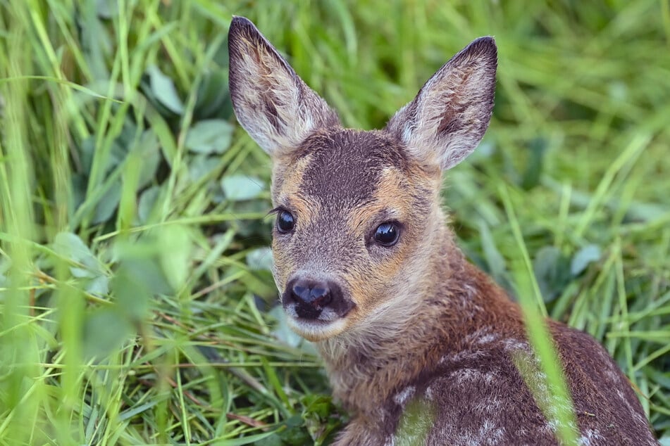 Das Rehkitz lag ohne Kopf im Wald. (Symbolfoto)