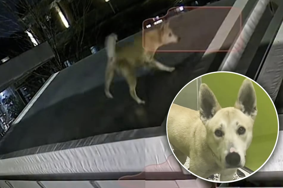 Während eines Unwetters: Wurde dieser Hund von einer Brücke geworfen?