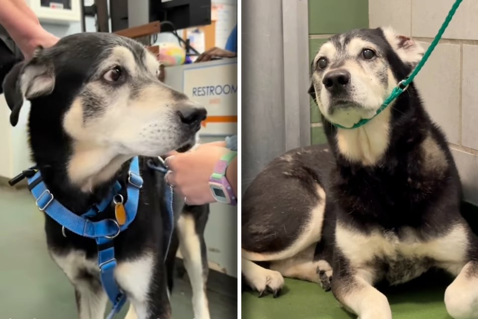 Herrchen gibt Hund nach elf Jahren ins Tierheim: Begründung macht so viele wütend