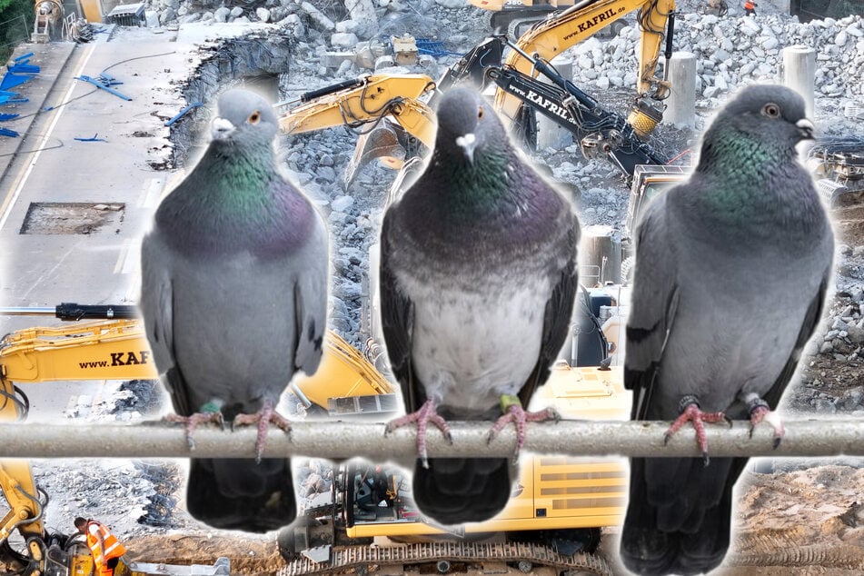 Sauvetage de pigeons risquée : la police enquête sur les défenseurs des animaux