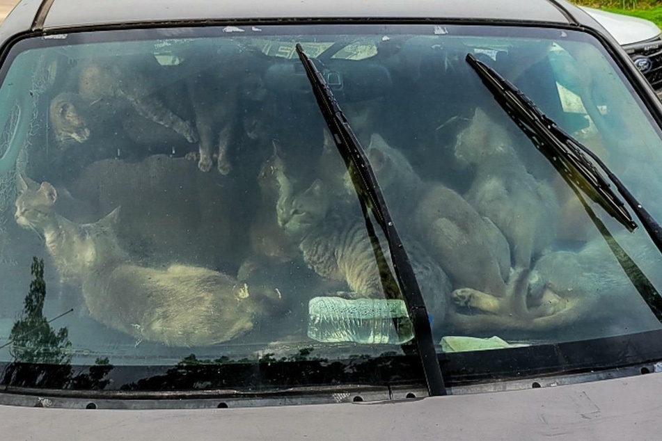 Police and Animal Humane Society workers discovered 47 cats crammed into one car.