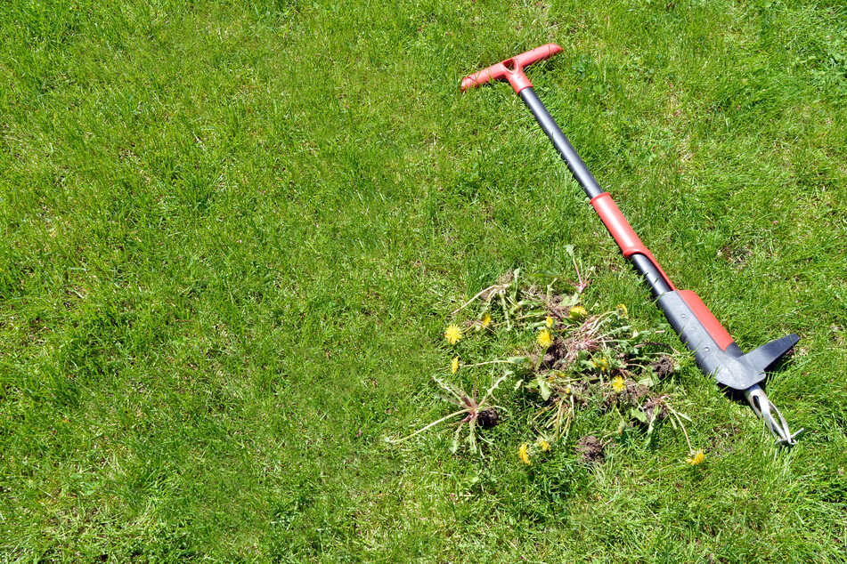 Mit einem Unkrautstecher kann man gezielt größeres Unkraut aus dem Rasen entfernen.