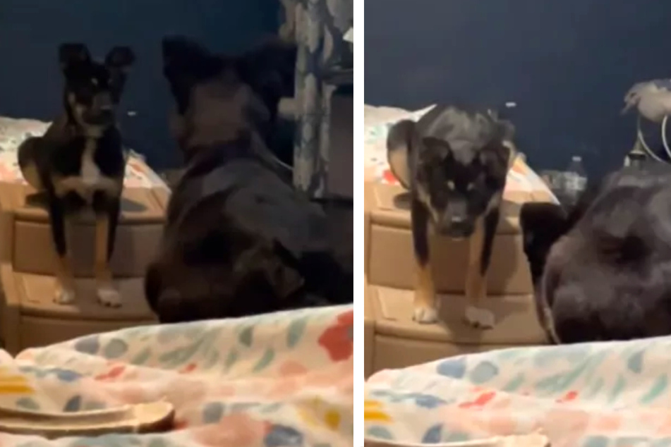 Dog sees reflection for first time and her reaction leaves TikTok amazed