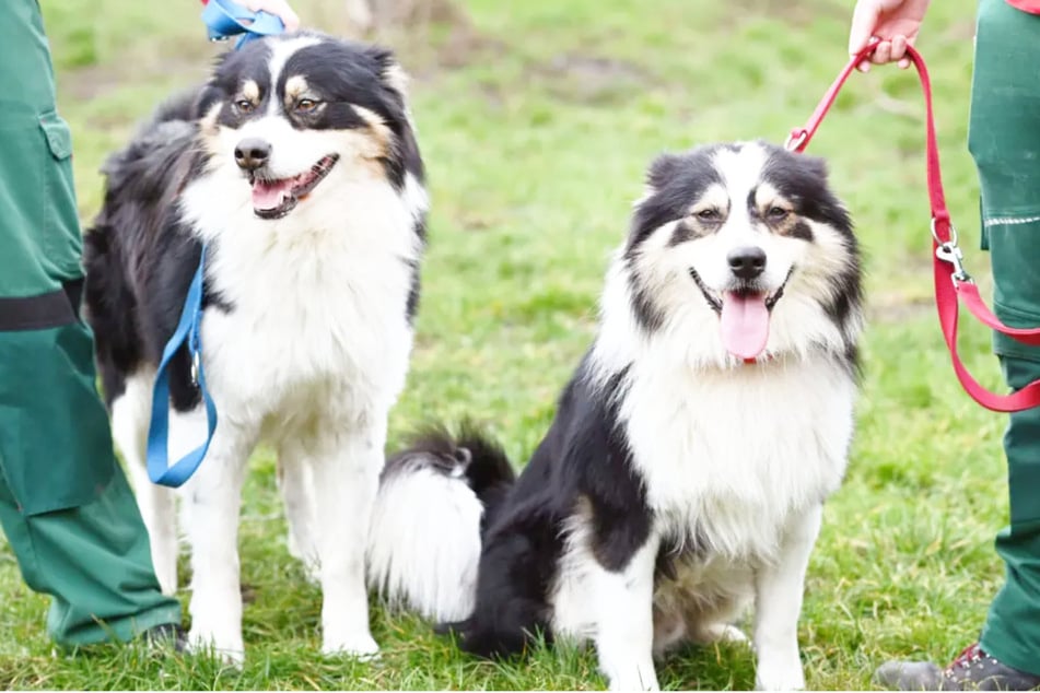 An der Leine laufen können die Hunde schon gut.