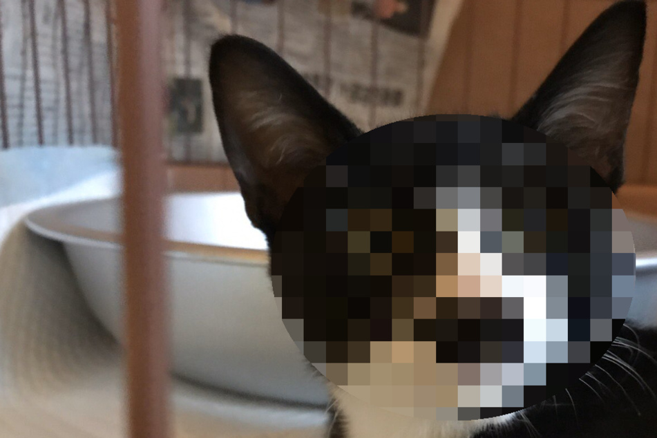 Nanu kleines Kätzlein, wie schaust du denn aus?