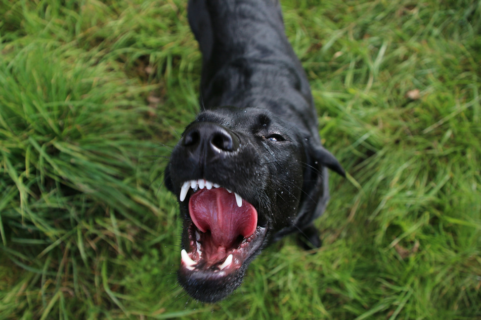 Zu wem gehört der schwarze Labrador? Die Polizei ermittelt wegen Körperverletzung gegen den Hundehalter (Symbolbild).