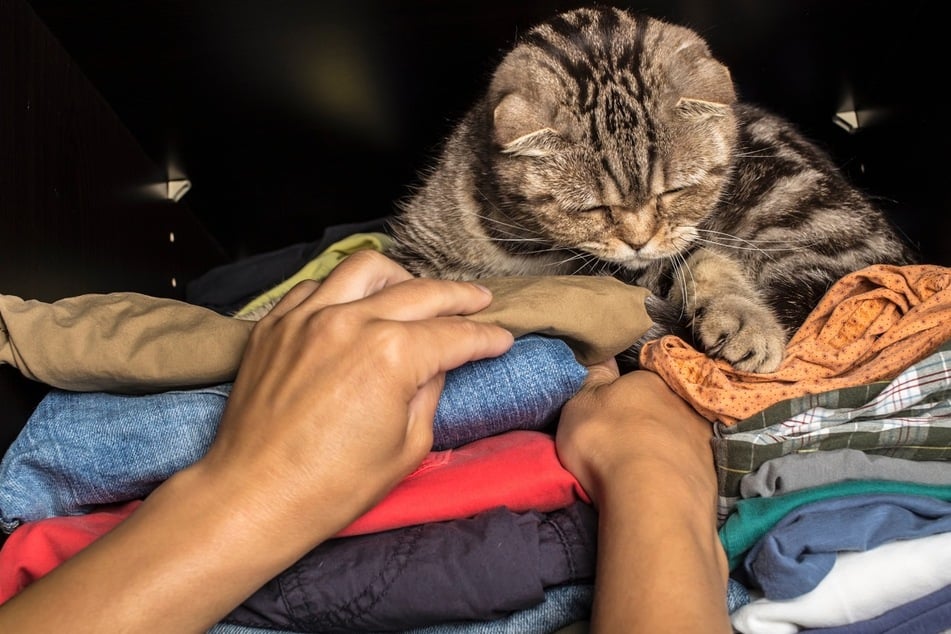 Cats love to spread their paws and make donuts on your clothes and furniture.