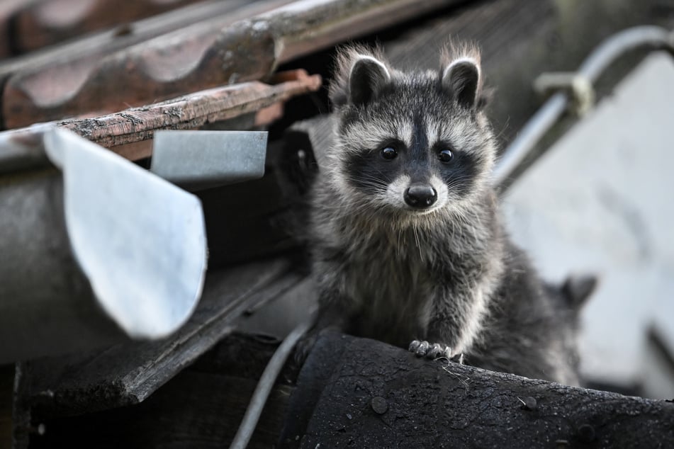 Berlin: Waschbären-Wahnsinn in Berlin: Die pelzige Plage macht Jagd auf Amphibien