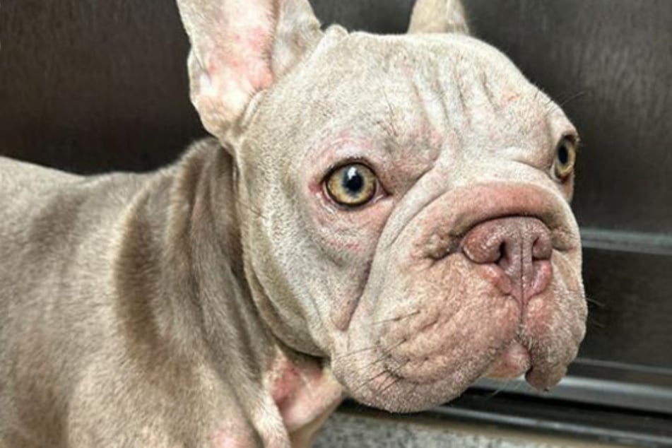 Die gefundene französische Bulldogge wird im Tierheim wieder aufgepäppelt.