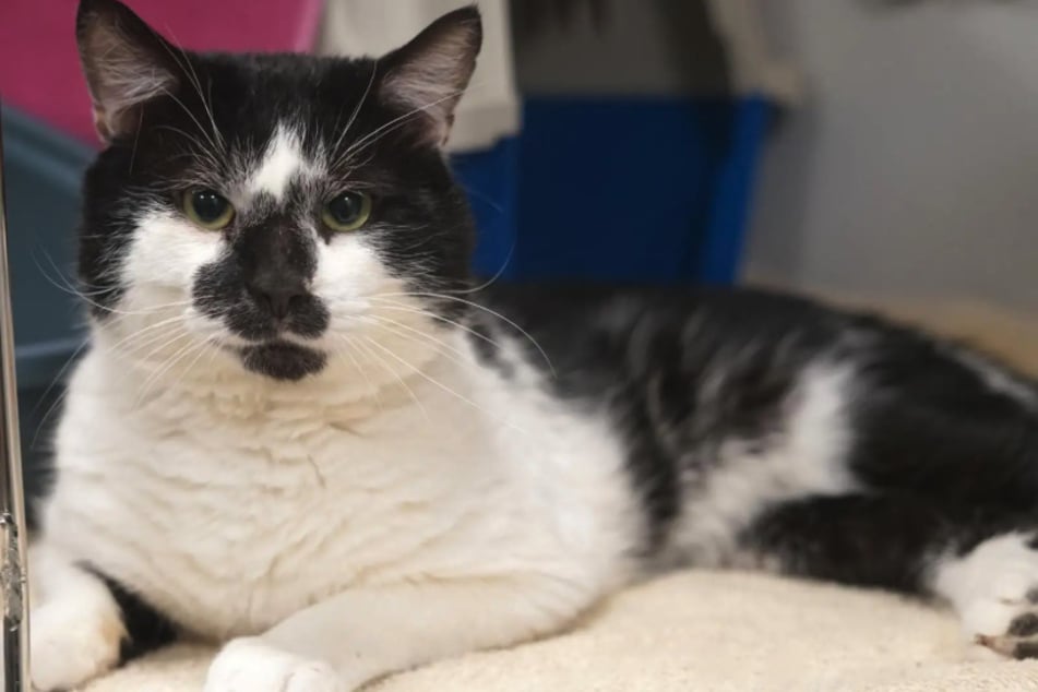 El pequeño gato Uno es amigable y le gusta que lo acaricien, pero también muestra cuando algo no le agrada.