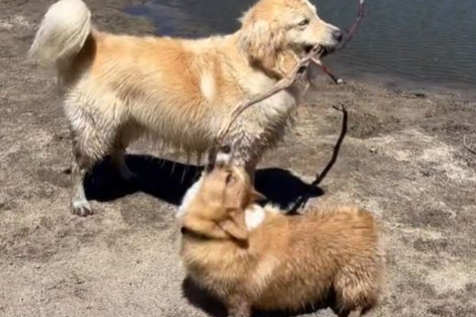 Ruby has no chance of reaching that stick. The small dog struggle is real.