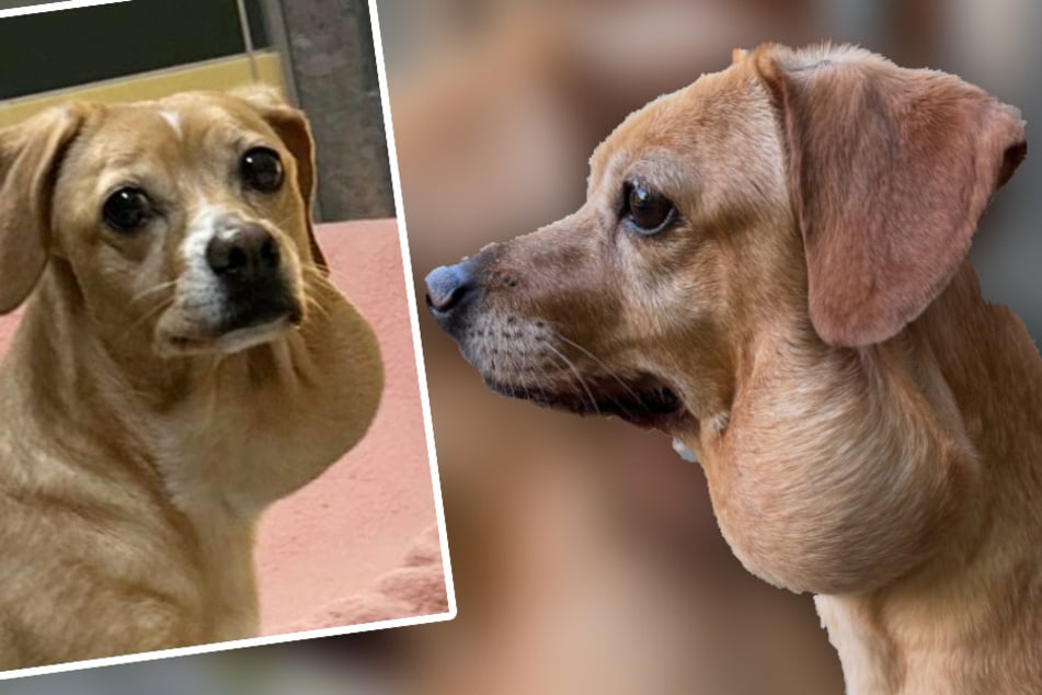 Refuge pour animaux de Stocksauer ! L'histoire sur la chienne atteinte d'un cancer serait complètement inventée