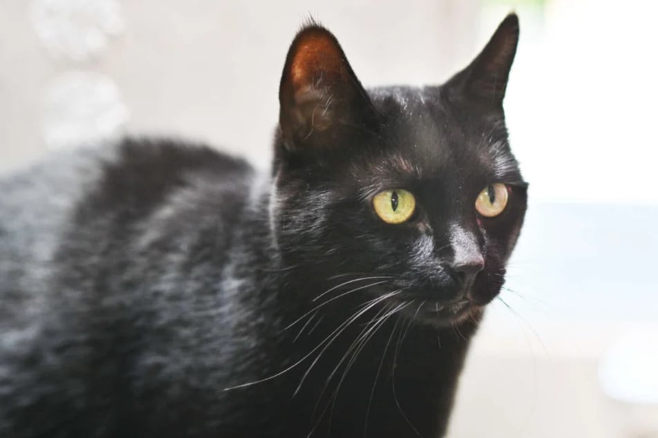 Qui a un cœur pour la minette noire et peut l'accueillir chez lui pour toujours ?