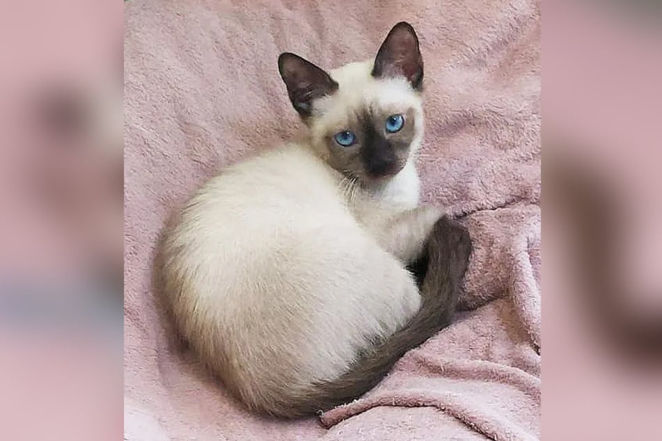 Die seltene Katzenrasse wurde mit ihren Brüdern und ihrer Mama sichergestellt.