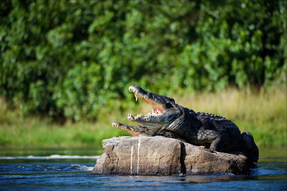 Drei Krokodile wurden getötet. (Symbolbild)