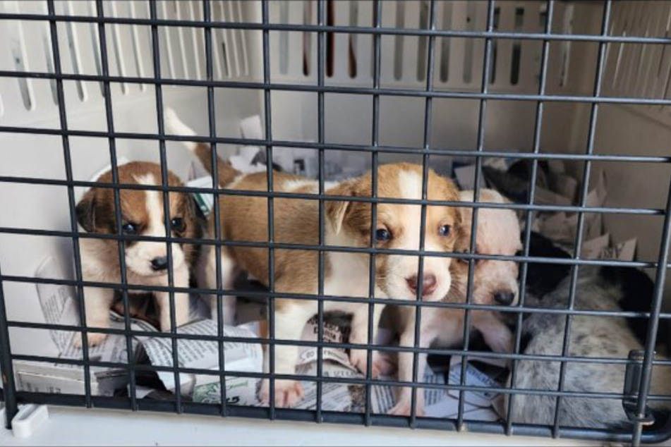 These little pups ore on the mend at Wright Way Rescue.