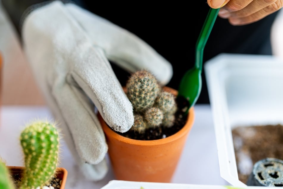Handschuhe schützen vor Verletzungen beim Umpflanzen von Kakteen.