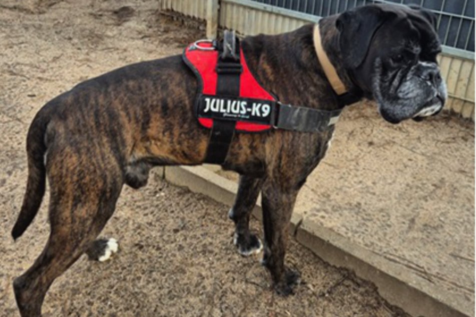 Trotz seines gesetzten Alters ist Lucky immer noch sehr verspielt und neugierig und liebt lange Spaziergänge.