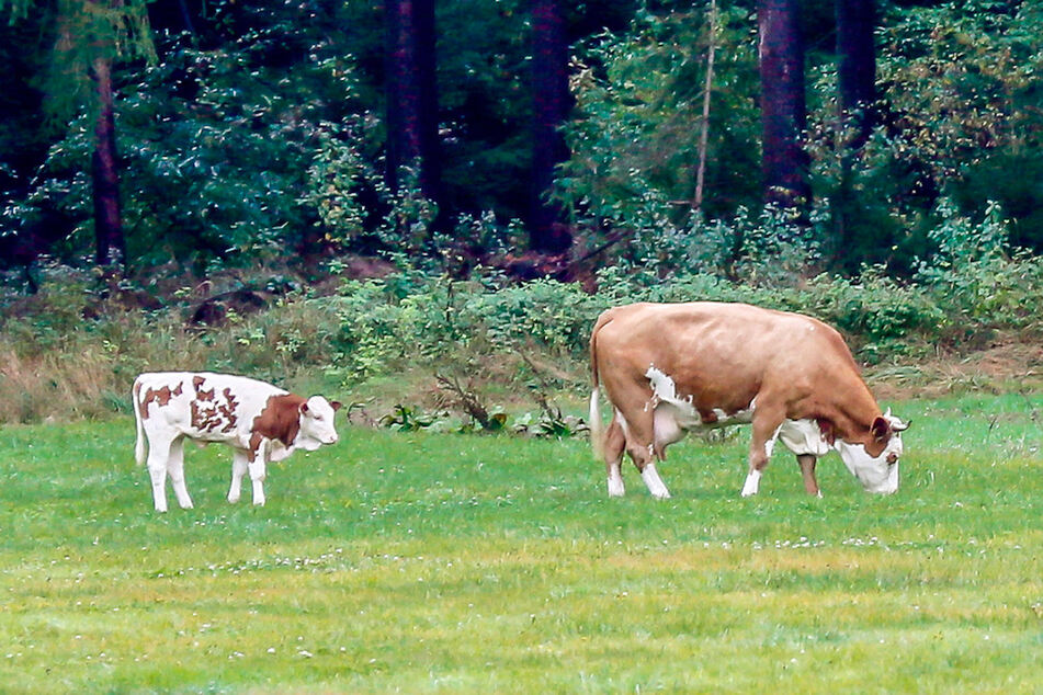 Seit rund einem halben Jahr lebt die ausgebüxte Kuh am Rand eines Truppenübungsplatzes und hat inzwischen ein männliches Kalb bekommen.