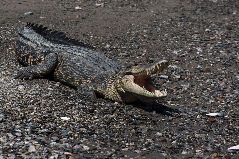 Das Salzwasserkrokodil oder auch Leistenkrokodil zählt zu den Spitzen-Prädatoren des Planeten. Einmal ausgewachsen haben die Tiere so gut wie keine natürlichen Fressfeinde mehr. (Symbolbild)