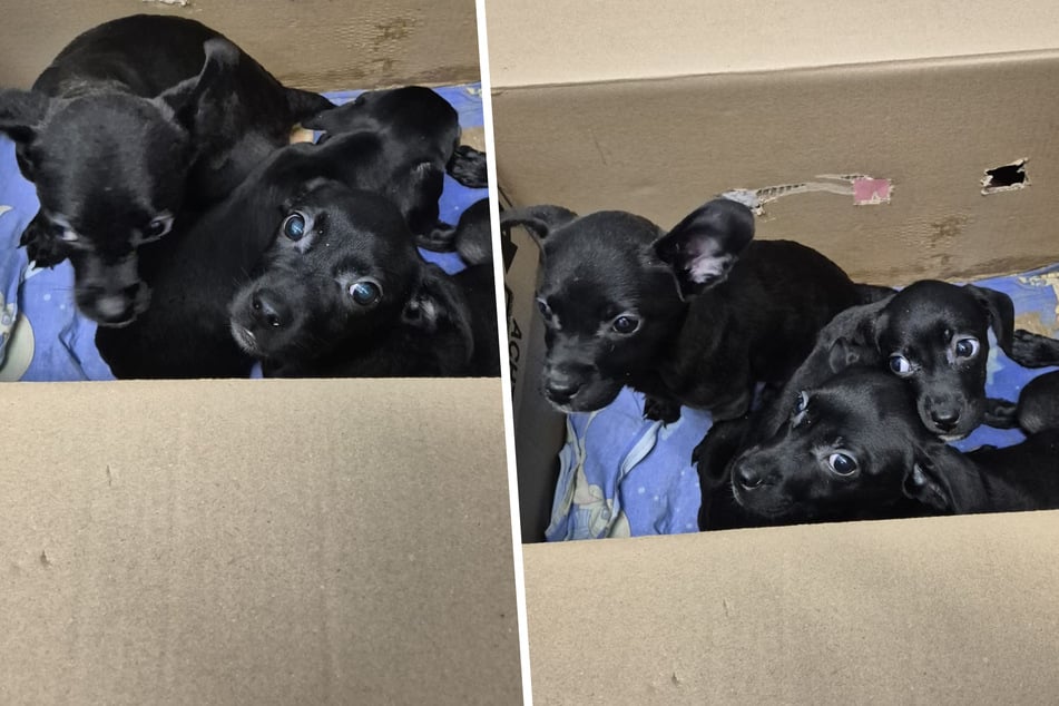 Třesoucí se čumáčci: Pět štěňat v krabici na stěhování ponechána na pospas osudu