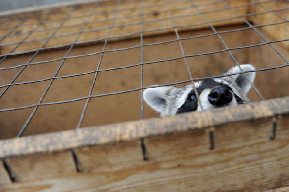 "Im höchsten Maße tierschutzwidrig": Landkreis Harz nimmt Verein 120 Tiere weg