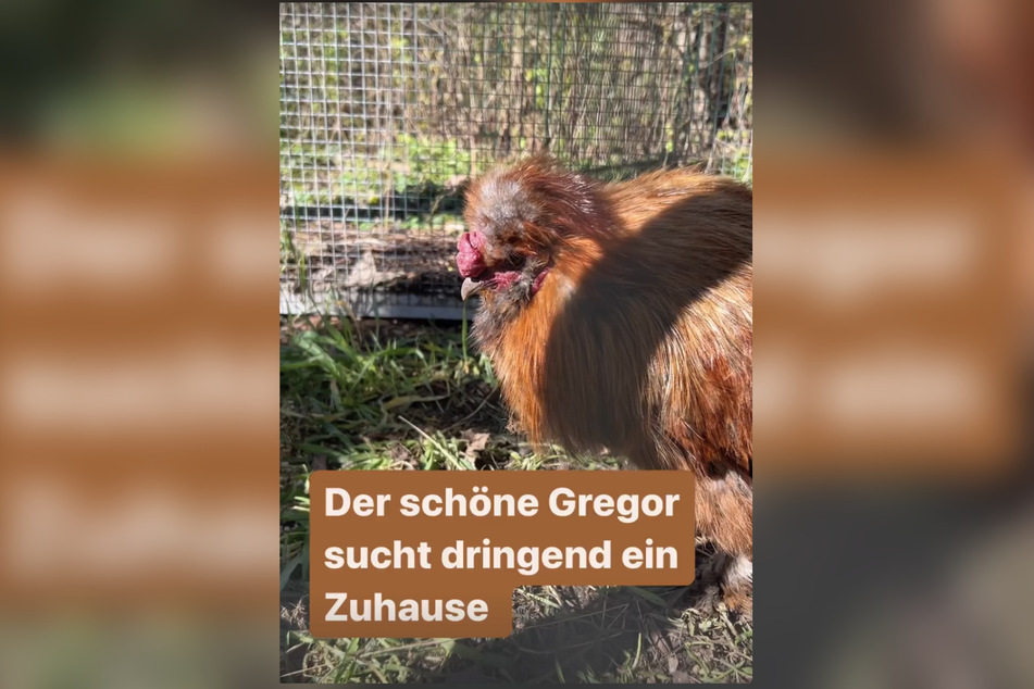 Gregor fristet sein Dasein aktuell im Tierheim in Bergheim bei Köln.