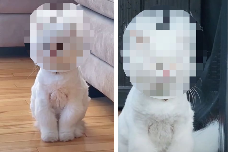 Wie sieht die denn aus? Katze strapaziert Lachmuskeln mit ihrem Look