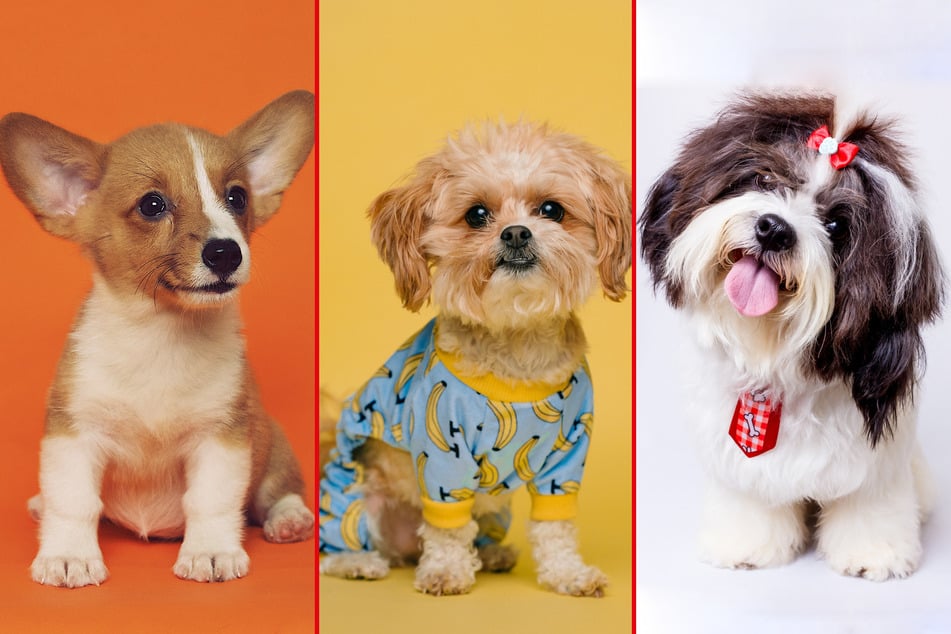 Small dogs can be very annoying, but which ones are the cutest?