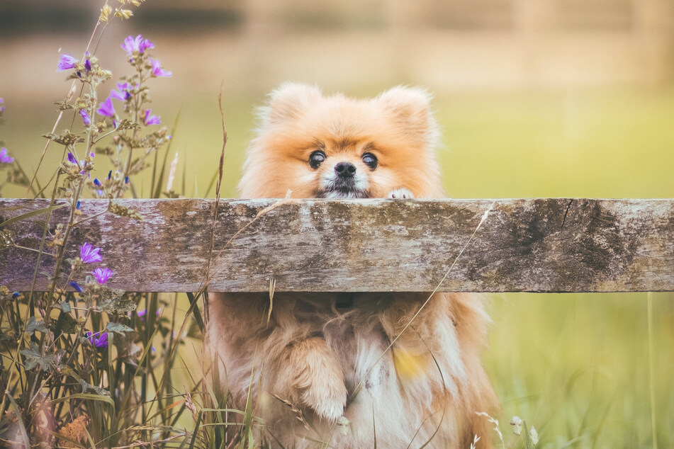 Pomeranians are small little fluff balls that will steal your heart.