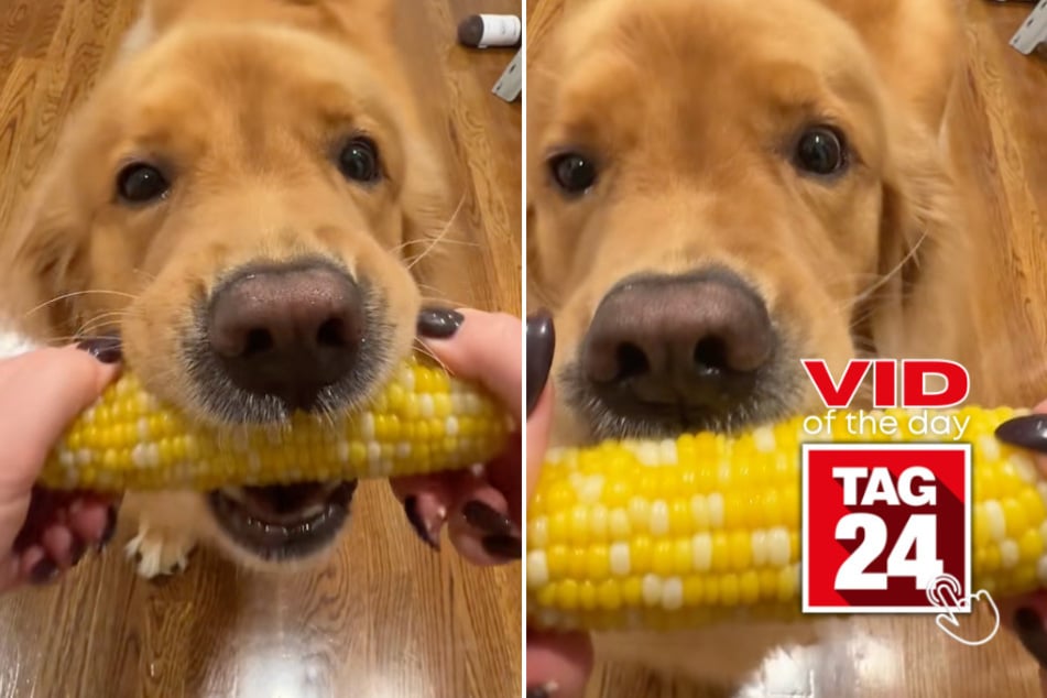 viral videos: Viral Video of the Day for October 26, 2025: Golden retriever tries corn for the first time