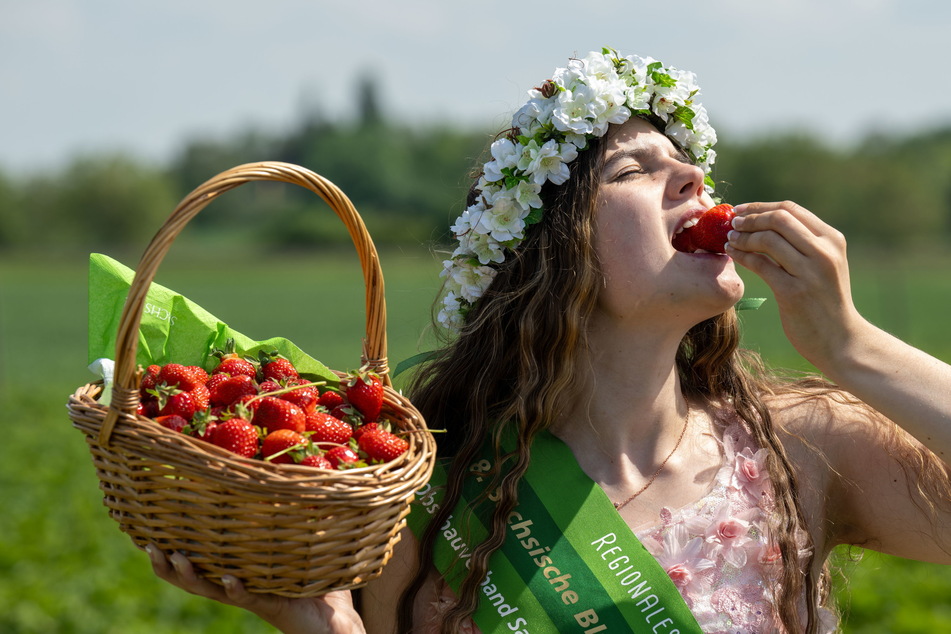 Die neue sächsische Blütenkönigin Alida I. (23) probiert zum Saisonauftakt auf einem Erdbeerfeld in Leipzig ein Früchtchen.