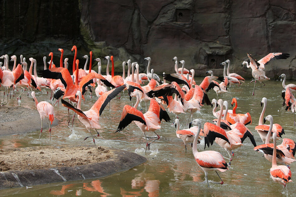 Leipzigs Flamingos können sich aktuell über eine frisch hergerichtete Anlage freuen. (Archivbild)