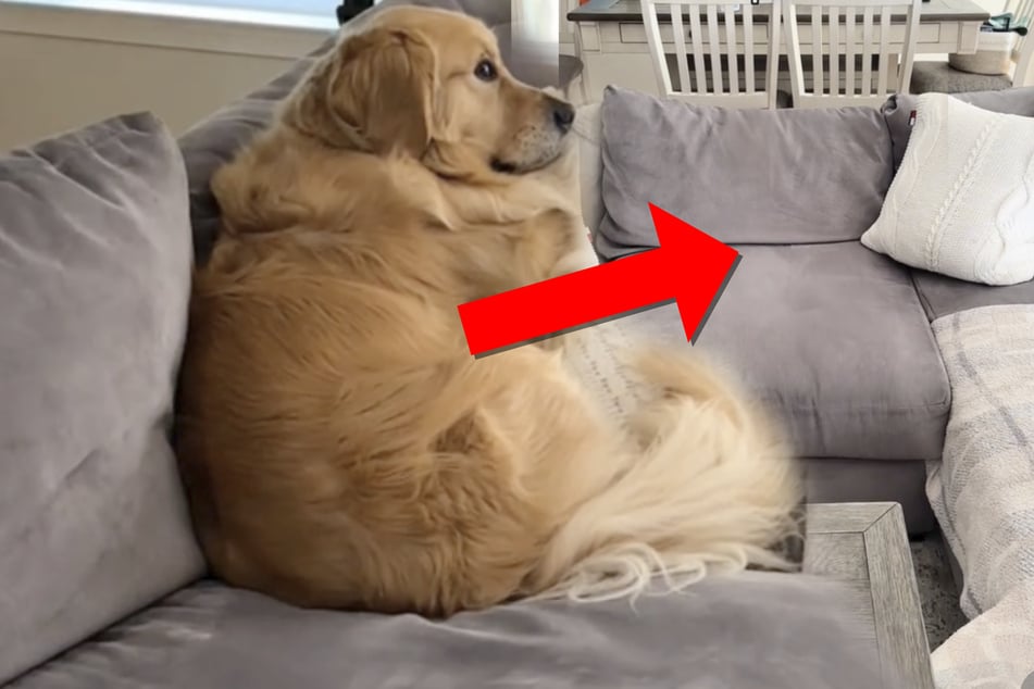 Golden Retriever gibt Lieblingsplatz auf: Der Grund lässt Herzen schmelzen!