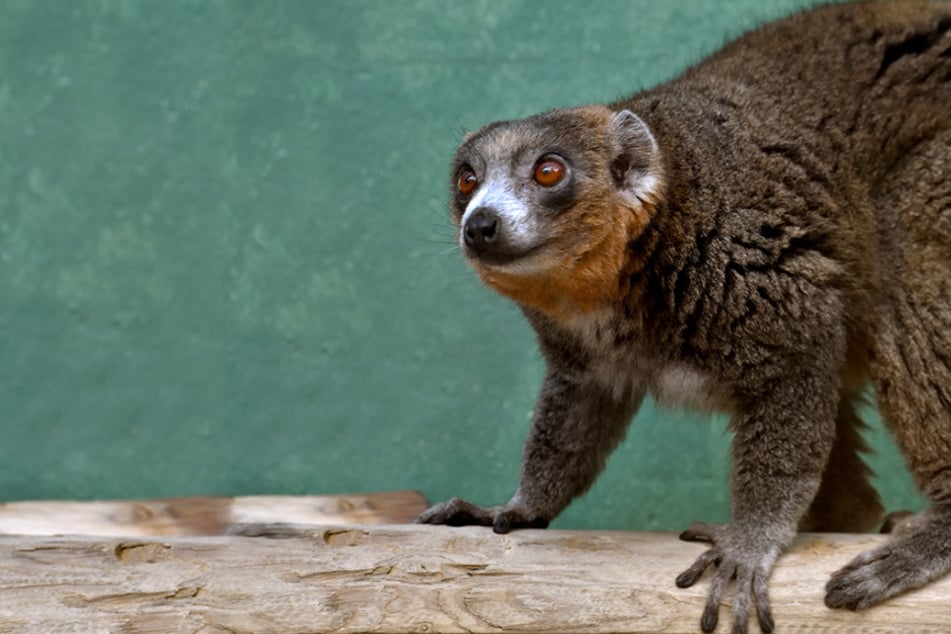 Zoo freut sich über Neuankömmlinge im Doppelpack: Sie haben eine ganz bestimmte Aufgabe