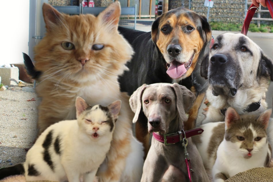 6 besondere Hunde und Katzen: Diese Tiere suchen dringend ein Zuhause