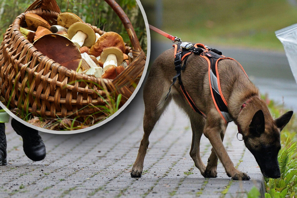 Er war völlig entkräftet! Spürhund findet verirrten Pilzsammler im Erzgebirge