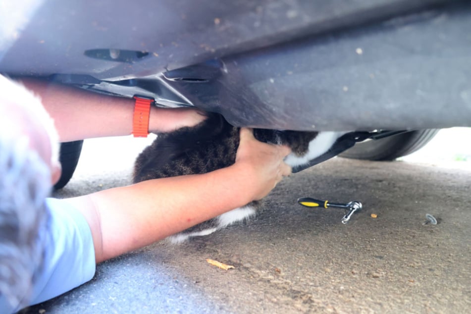 Über den gelösten Unterboden konnte der Kater befreit werden.