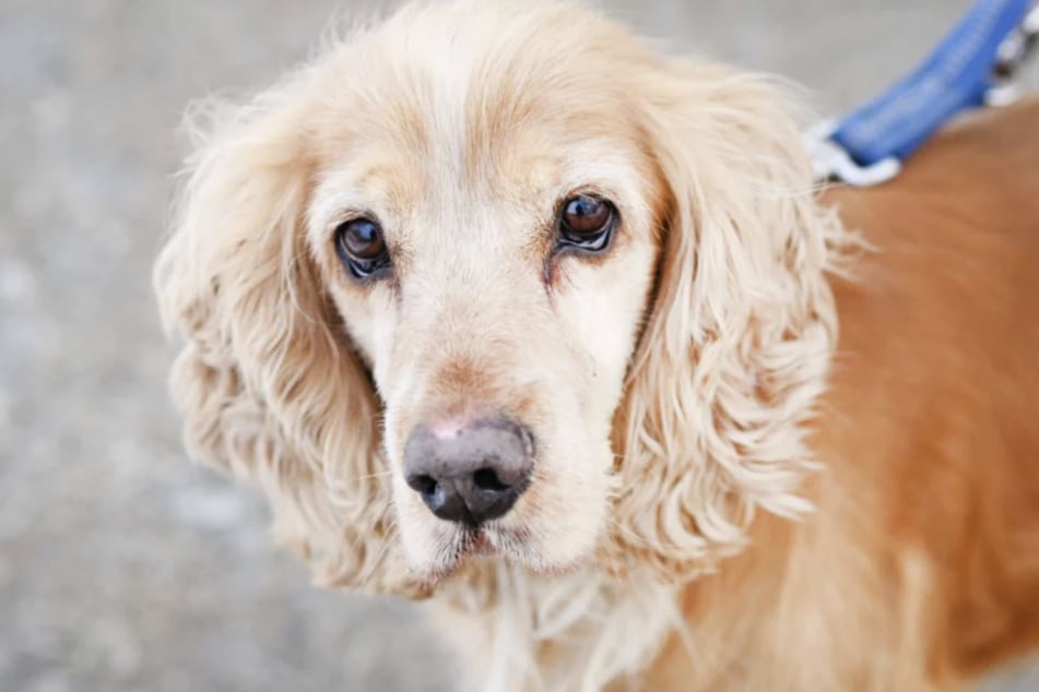 Cocker-Spaniel Mix Miki (5) hatte viel Pech in seinem Leben.